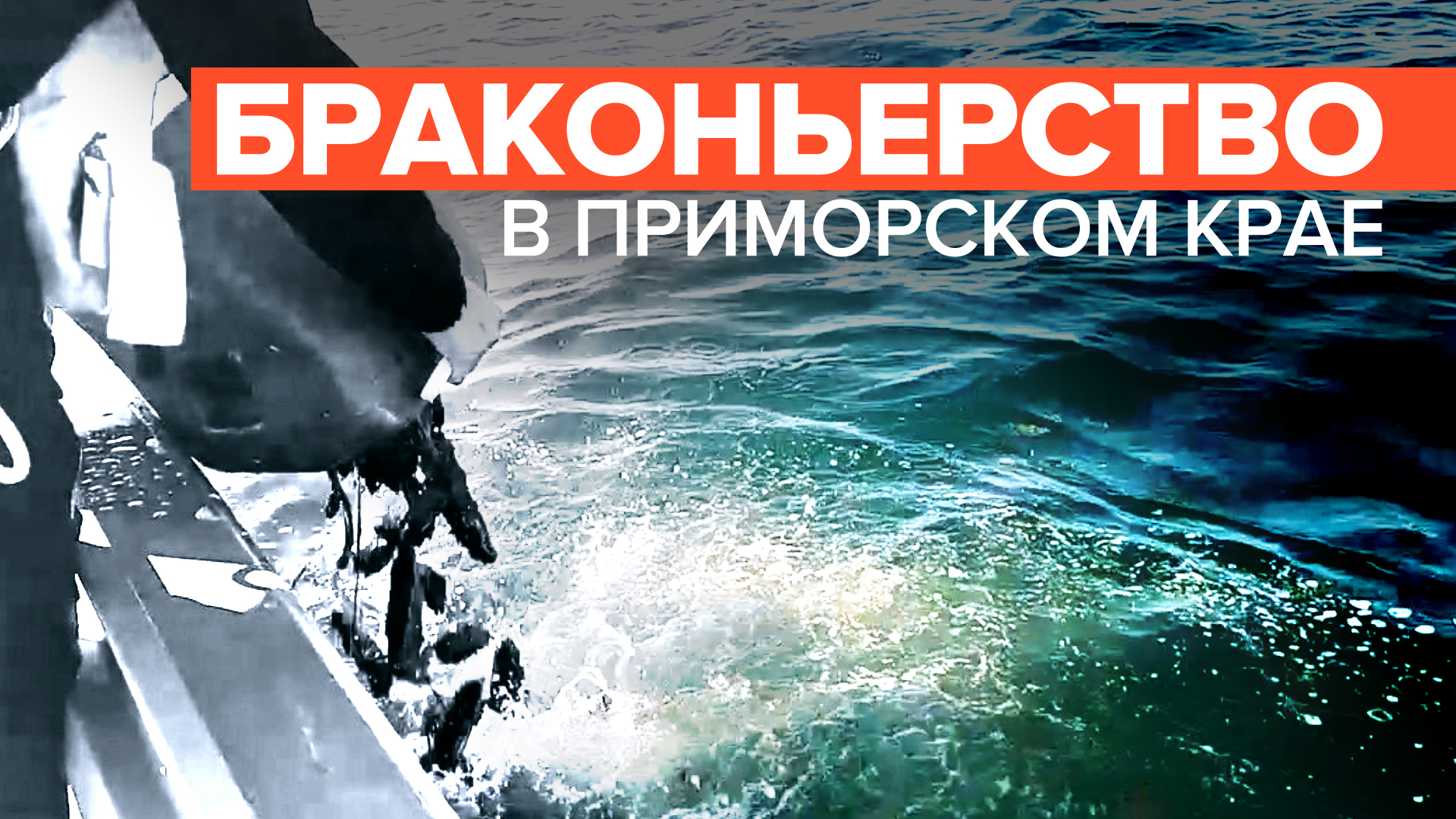Браконьерский улов: ФСБ изъяла более 10 тыс. трепангов в Приморском крае