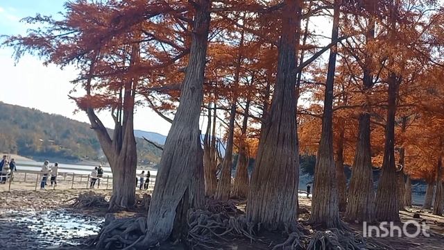 АНАПА. 5 ноября 2022 г. Красные кипарисы в озере Сукко (кипарисовое) без воды. смотреть онлайн