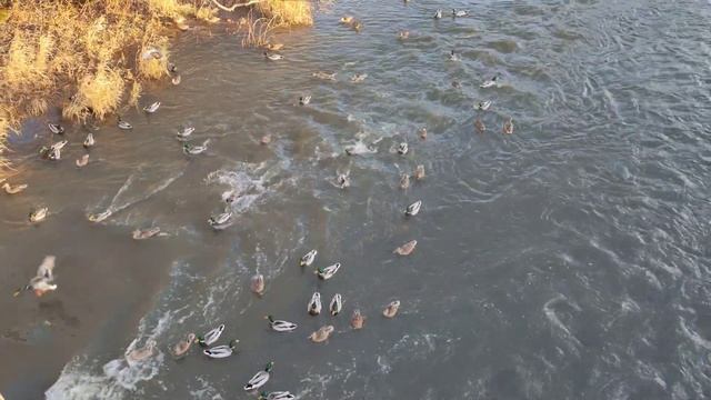 Кормление уток на Кронштадтском мосту (Вязьма) [09.11.2021] смотреть онлайн