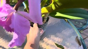 BLC. Mahina Yahiro “Julie” 2.5 года из жизни одной каттлеи. Крупноцветковая и ароматная Джулия ?