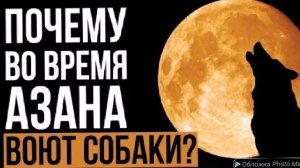 Почему во время Азана воют собаки