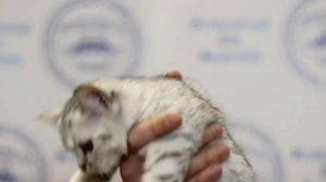 Презентация питомника шотландских кошек PCA КОШКИНА РАДОСТЬ