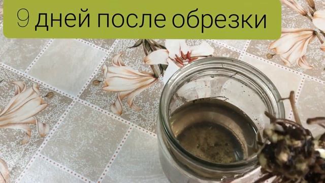 Спатифиллум, женское счастье - эксперимент✔️ ????! Обрезала корни ?.. #ВиленаЦветкова