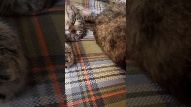 Как же это мило и красиво ?