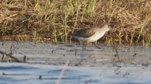 кулик Поручейник, Птицы Новгородской области, Ушерско, 30 апреля 2023, видео снято на Никон Р1000