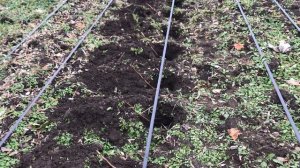 Поздняя Посадка Малины ТАГАНКА. 2.12.2020.