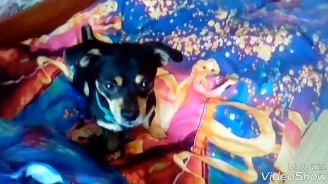 дрессура собаки команда прыжок смотреть онлайн