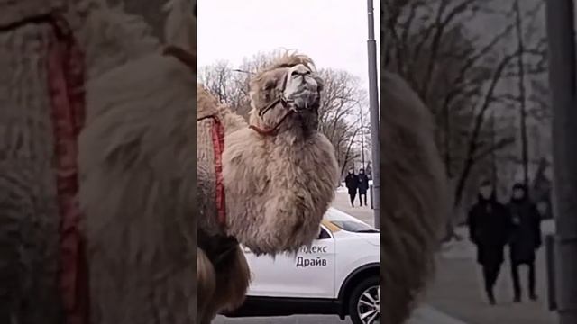 верблюд в городе