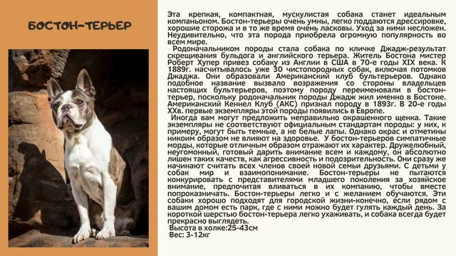 Бостон-терьер