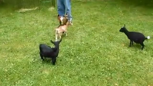 Резвый козленок смотреть онлайн