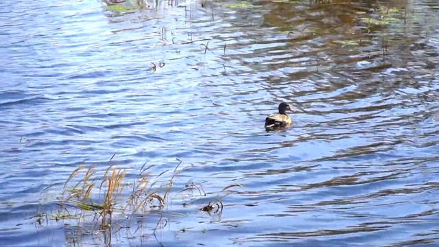 Ника кормит уток (Спорт-парк Поляна) смотреть онлайн