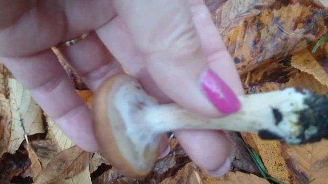 Осенние опята.Удачный поход за грибами.