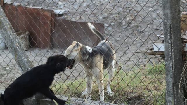 Экоферма. Наша охрана