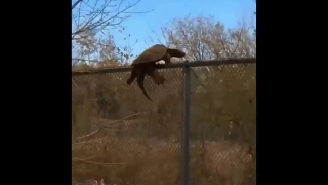 Приколы??
