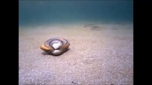 КАК КРАБЫ ЗАРЫВАЮТСЯ В ПЕСОК