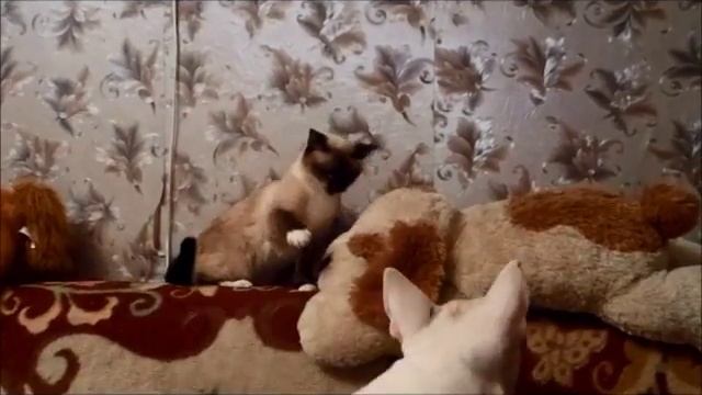 бультерьер и кошка