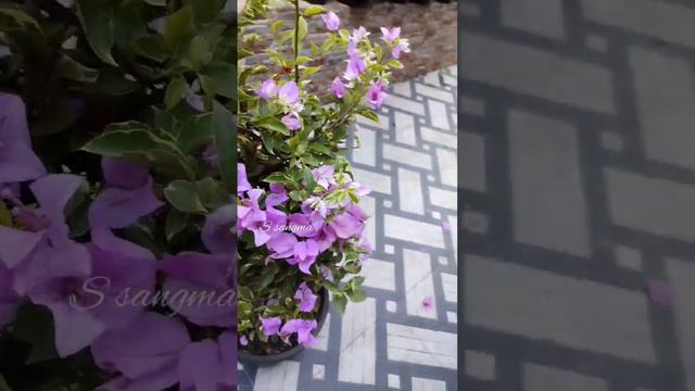 variegated purple bougainvillea