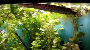 Аквариумная рыбка, Флоридская панцирная щука, Lepisosteus platyrhincus, океанариум спб