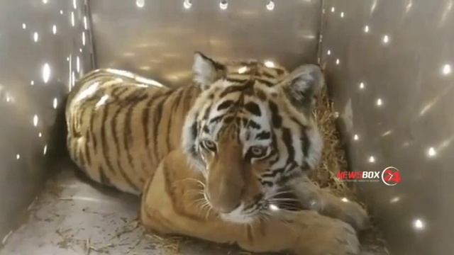Повадившийся таскать собак Амурский тигр отловлен в Приморье. смотреть онлайн