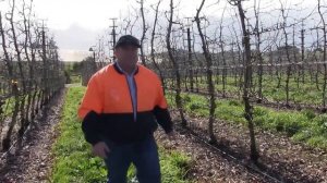 Сад будущего Марка Тшаскома. Интенсивный яблоневый сад шпалерного типа.