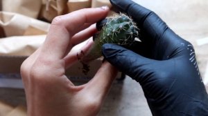 ПОКУПКА кактусов и суккулентов на 5000 рублей ? КАКТУСЕНОК РФ