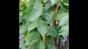 Слива Даная