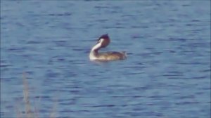 Чомга, Птицы Новгородской области, 23.04.2023