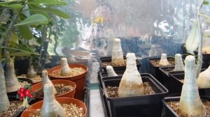 Еще раз об обрезке адениумов. Результаты.