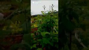 Саженцы сирени разных сроков цветения