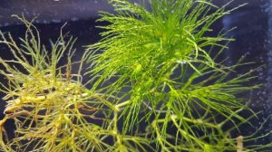 Наяс Рорайма ( Najas sp. Roraima ). Секреты выращивания