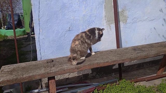 Поза Опаньки называется - в раскоряку. смотреть онлайн