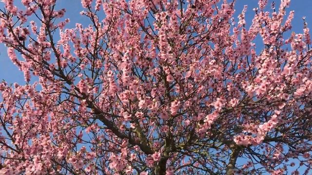 Цветет миндаль! Немецкая винная дорога. Дайдесхайм. смотреть онлайн