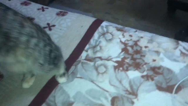 🐈 Котёнок 🐱 КОТОРОГО ПОДБРОСИЛИ! Мы его оставили себе !Какой он стал? смотреть онлайн