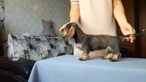 продам щенков таксы жесткошерстной миниатюрной