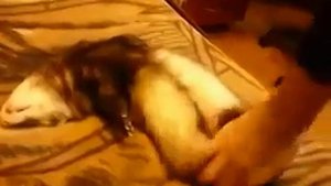 Че соболя будете сплю же...