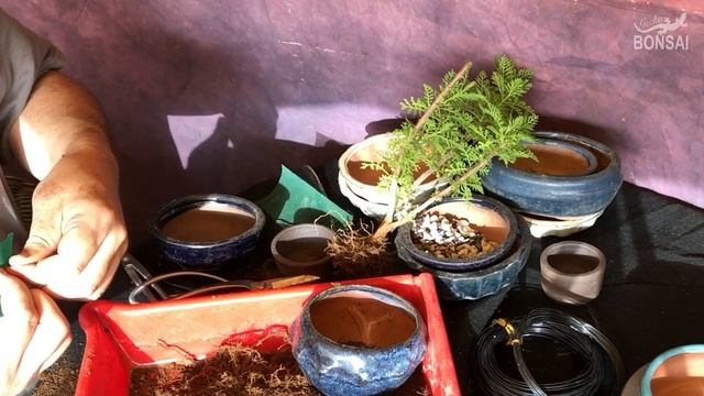 Bonsai Lavanda. Lavandula Canariensis. смотреть онлайн