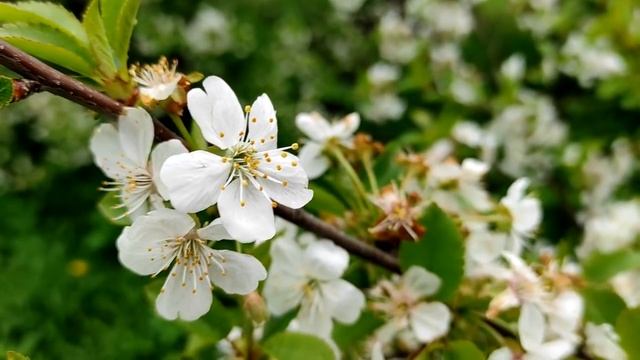 Жуки или Муравьи в доме. Приметы и суеверия. смотреть онлайн