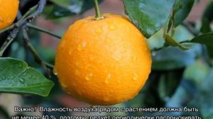 Апельсиновое дерево в домашних условиях — апельсин Вашингтон Навел