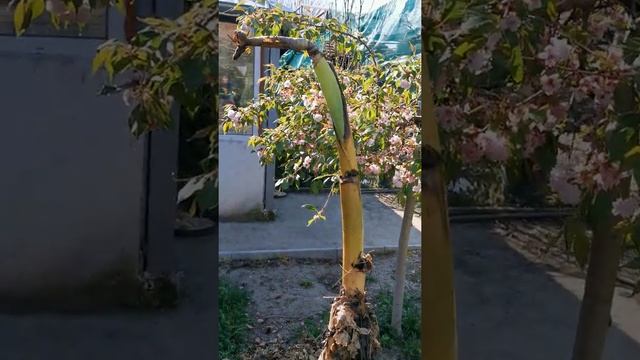 Зимоустоичив банан Муса Баджо смотреть онлайн