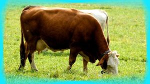 Учимся говорить ПОТЕШКИ для малышей Развивающие мультики для детей Запуск речи