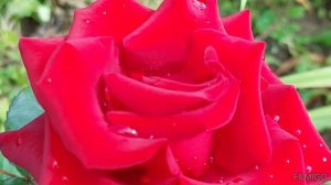 Эти удивительные розы! Красивые цветы! Красные розы 🌹 🌹 🌹