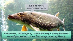 Что происходит с рыбой подо льдом зимой 3 варианта развития событий