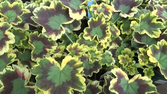 Mrs Pollock Geranium - Pelargonium x hortorum смотреть онлайн