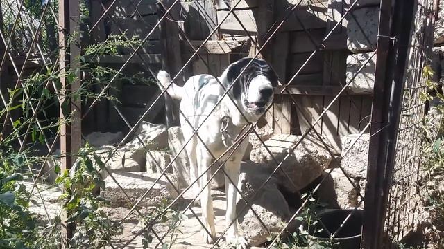 Каратау.шенок 7 месяц.сред азиад алабай смотреть онлайн