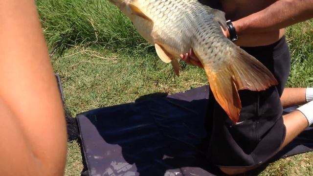 Жесть!Нашему другу с которым мы познакомились дал по лицу 10 кг Карп!!! смотреть онлайн