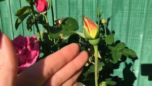 Мои плетущиеся розы . Немного об уходе за розами. Удобрение для плетистых роз.