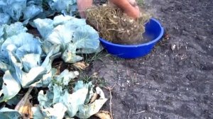 Молотим Горох зуб. Уборка плоского, сладкого гороха вручную