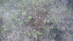 Уход за жимолостью весной.Обрезка подкормка жимолости для урожая.