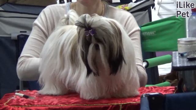 4 опасности, которые подстерегают собак-брахицефалов смотреть онлайн