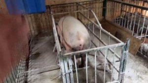 Эстрофан свиноматкам  для 100% опороса в срок на 114 день./ Feed pig